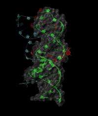 Smallest, fastest-known RNA switches provide new drug targets