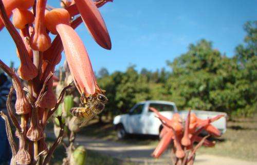 Small patches of native plants help boost pollination services in large farms