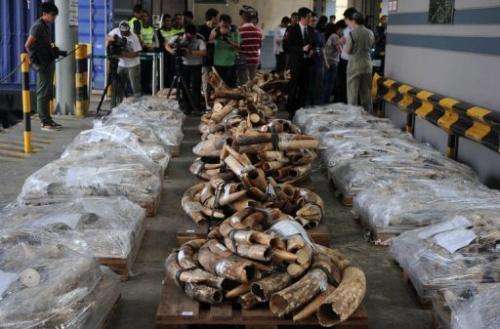 Smuggled ivory in Hong Kong