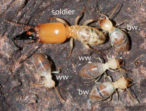 Aging worker termites explode themselves in suicide missions