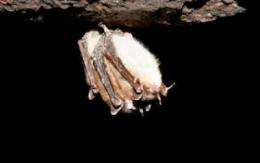 Social bats pay a price: Fungal disease, white-nose syndrome ... extinction?