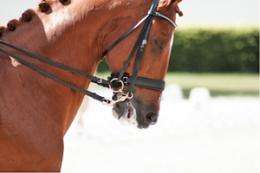 Solution proposed to suffering caused by horse nosebands 
