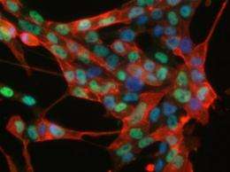 Somatic stem cells obtained from skin cells for first time ever