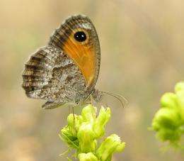 Some butterfly species particularly vulnerable to climate change