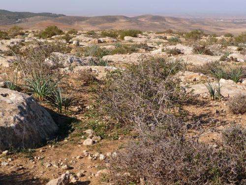 Some plants in arid regions benefit from climate change, study finds