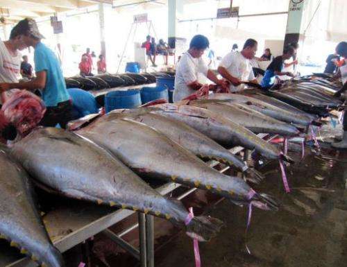 Some tuna varieties are overfished while others are near their limits, experts said
