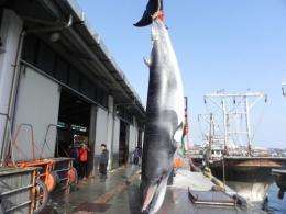 South Korea said Wednesday it may scrap its fiercely criticised plan to resume "scientific" whaling