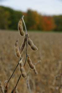Soybean can grow in New York, thanks to climate change