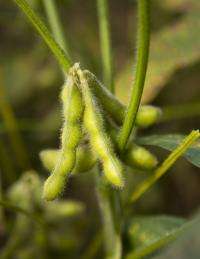 Soybeans a source of valuable chemical