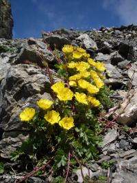 Species richness and genetic diversity do not go hand in hand in alpine plants