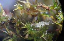 Friends with benefits: Study finds insects aid in moss sex