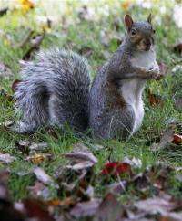Squirrel population boom frustrates fruit growers