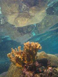 Stanford marine biologists search for the world's strongest coral