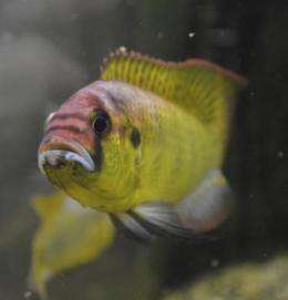 Stanford researchers discover the African cichlid's noisy courtship ritual