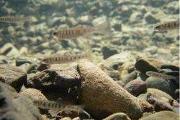 Steelhead trout lose out when water is low in wine country