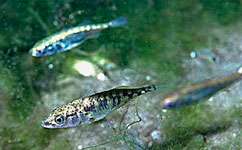 Stickleback fish show initiative, personality and leadership