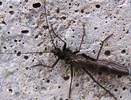 Stoneflies mapped across Ohio, with implications for water quality and nature conservation