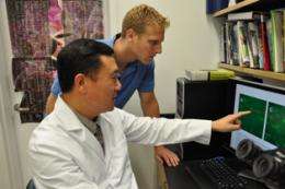 Stony brook study shows ultrasound triggers bone cell mobility