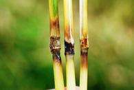 Stop fungal rot to save crops