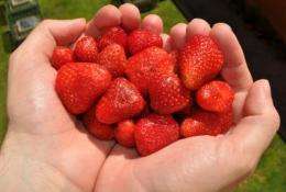 Strawberry extract protects against UVA rays