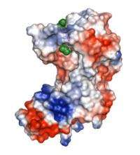 Structure discovered for promising tuberculosis drug target