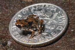 Student researchers help discover world's smallest frog