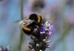 Studies say commonly used pesticide may harm bees (AP)