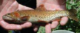 Study clarifies diversity, distribution of cutthroat trout in Colorado