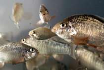 Study finds fish offspring grow best at same temperature as parents
