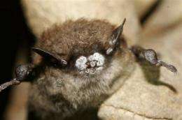 Study: Fungus behind bat die-off came from Europe (AP)