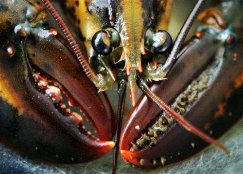 Study: Like a tree, growth rings show lobster age