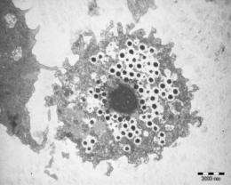 Study of giant viruses shakes up tree of life