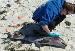 Study points to causes of high dolphin deaths in Gulf of Mexico