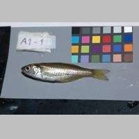 Study to examine how mining and climate affect native fish