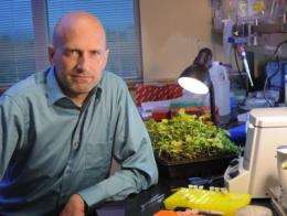 Study unravels origin of devastating kiwifruit bacterium