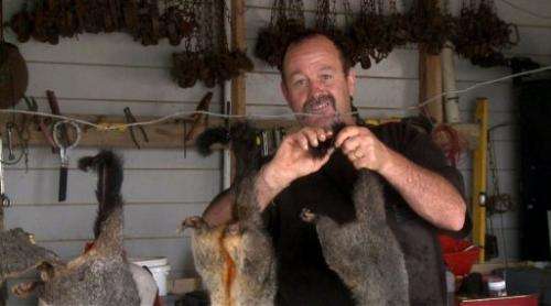 Stu Flett hanging out possum carcasses to dry in his garage at his home in Matapouri, New Zealand's North Island