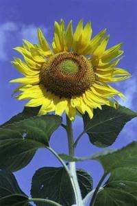 Sunflowers inspire more efficient solar power system