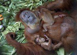 Surgery allows blind orangutan to see her babies