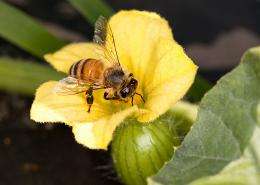 Survey reports fewer winter honey bee losses