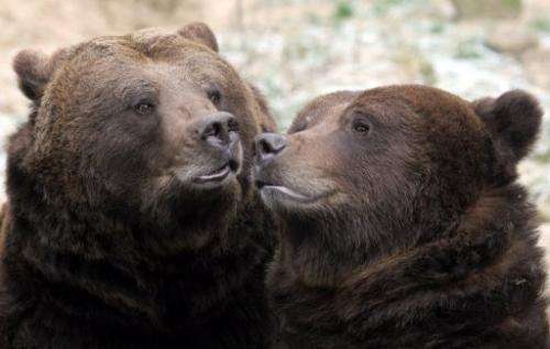 Swedish brown bears are pictured at an animal park in Guestrow, northeastern Germany