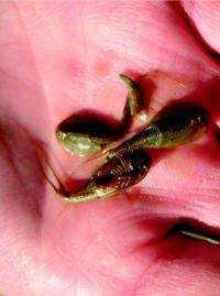 Tadpole shrimp a new pest of rice in the midsouthern United States