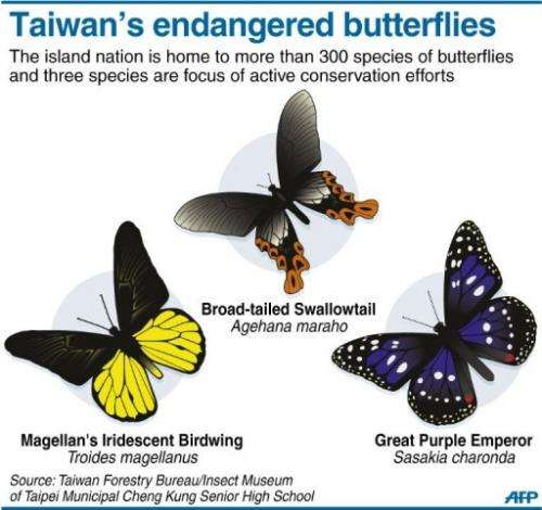 Taiwan's endangered butterflies