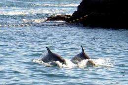 Taji town caught 928 dolphins in 2011, according to Wakayama prefecture