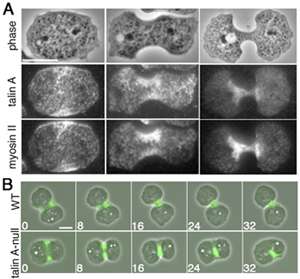 Talin links cytoskeleton and cell membrane in migrating and dividing cells, researchers find