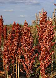Tapping sorghum's potential for cold tolerance