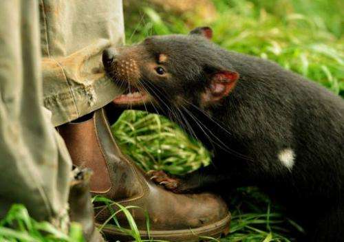 Tasmanian devils are in a battle for survival against an aggressive and contagious facial cancer