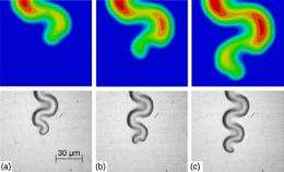 Scientists investigate mystery of telephone cord buckles