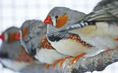 Telomere length in young zebra finches predicts lifespan
