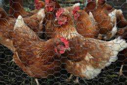 Tests involving chickens have raised questions about the impact on health from engineered nano-particles