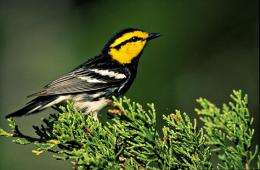 Texas AgriLife Research study updates population of endangered golden-cheeked warblers